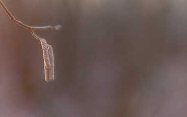 Delicate Branch Holds Promise Of Spring Growth.