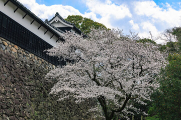 舞鶴公園の桜