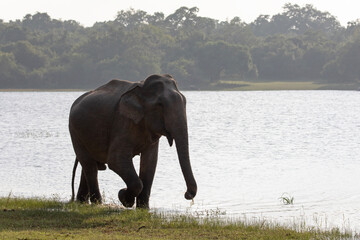 Obraz premium A lone asian elephant walks through the shallow waters of a lake in Kumana National park, Sri Lanka.