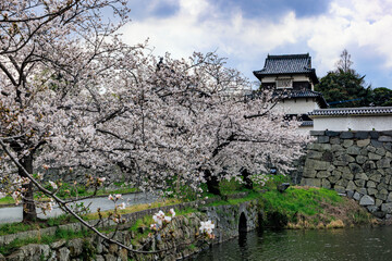 舞鶴公園の桜