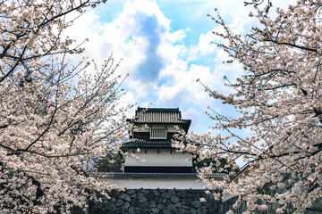 舞鶴公園の桜