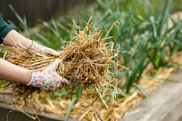 Mulch Straw for Vegetable Garden. Straw Mulching of Garlic in Garden Bed. Mulching with Straw...