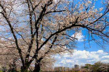 舞鶴公園の桜