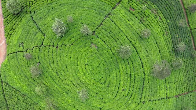 Ceylon green tea plantations flying down drone view 4K footage. Exotic countries traveling or tea cultivation agriculture concept. Haputale, Sri Lanka.
