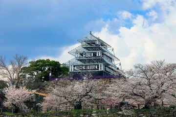 舞鶴公園の桜