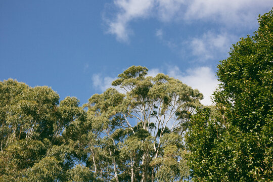 Canopy of trees with green foliage and blue sky with white clouds - Powered by Adobe