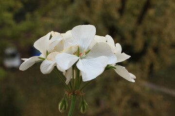 apple tree blossom