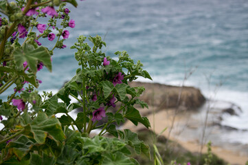Mallow Plant in Santa Maria di Leuca