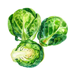 Obraz premium Fresh green brussels sprouts watercolor painting isolated transparent background healthy food ingredient