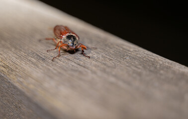 A Stunning CloseUp of a Colorful and Vibrant Insect Resting on a Wooden Surface