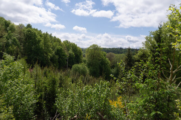 A vibrant and lush green forest that has a beautiful blue sky background