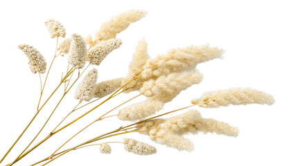dried amaranth flowers white background isolated on a white background perfect for culinary use, cooking ingredients, food styling, and kitchen stock photo