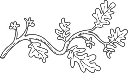 Oak Leaf Branch Drawing