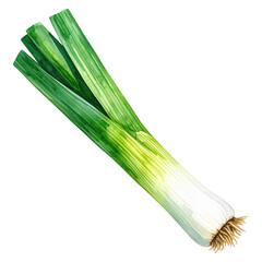 Fresh green leek vegetable watercolor painting isolated transparent background culinary ingredient