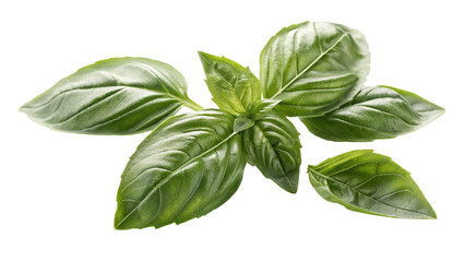 genovese basil white background isolated on a white background perfect for culinary use cooking ingredients food styling and kitchen stock photo