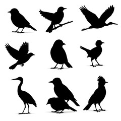 Silhouettes of birds isolated on a white background