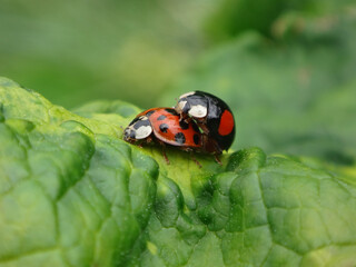 Harlequin ladybird beetle, also known as multicoloured Asian lady beetle, (Harmonia axyridis), mating pair, f. succinea (female) and f. spectabilis (male)