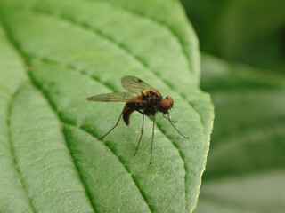Black snipe fly (Chrysopilus cristatus), male sitting on a green leaf