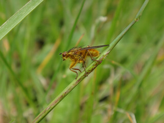Yellow dung fly (Scathophaga stercoraria), male perching on a blade of grass