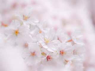 桜の花のある風景。まばゆい光に照らされてボケた様子