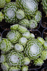 Green succulent plants arranged in small pots at a garden center