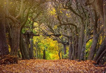 Autumn path in the old forest