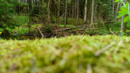 blurred moss background and forest in the distance