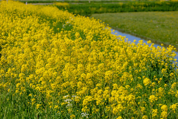 Selective focus of golden yellow flowers on polder of the Netherlands, Rapeseed or Oilseed rape in...