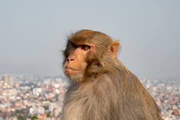 portrait of a baboon