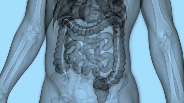 This animation showcases the intricate structures of the human digestive system, highlighting organs such as the stomach, intestines, and more, in an engaging and informative way.