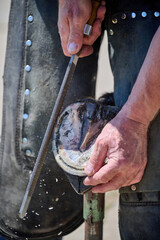 farrier at work trimming a hoof of a horse