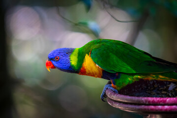 Rainbow Lorikeet