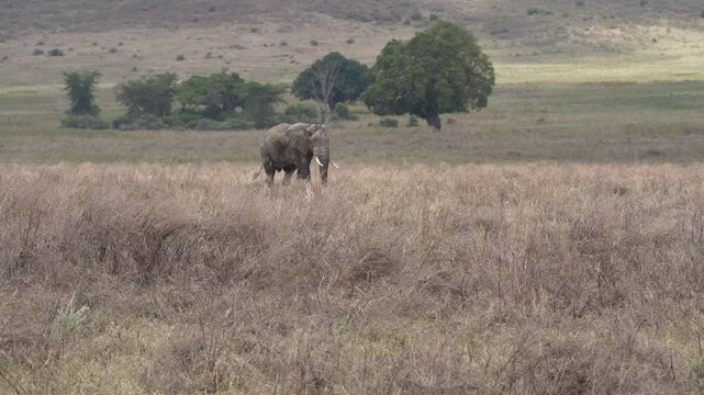lonely isolated african elephant walking through the savannah of the ngorongoro crater in tanzania