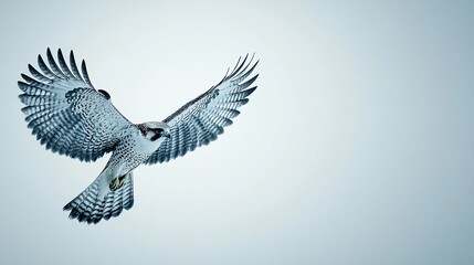 Obraz premium Majestic peregrine falcon soars, wings spread wide, a symbol of freedom, adventure