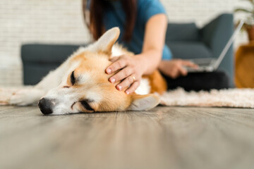 Woman gently pets her sleeping corgi on the floor while working on a laptop in a cozy home setting,...