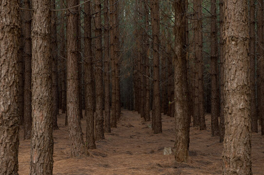 Pine Forrest