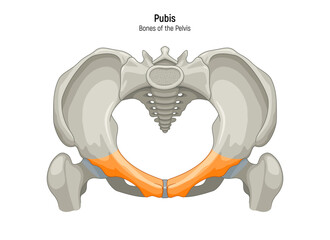 Pubis. Pelvis anatomical skeleton structure vector illustration diagram. Medical education scheme