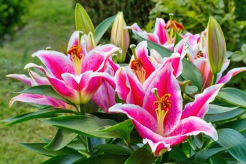 Pink lily in the garden, Lilium orientalis Stargazer hybrid
