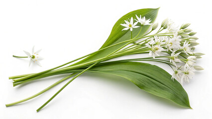 Obraz premium Wild Garlic Leaves on White Background Fresh Edible Herb