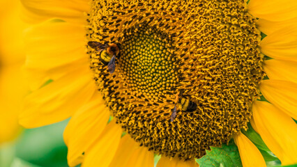 sunflower close up