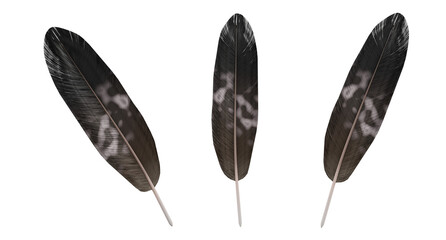 Golden eagle feather isolated on white