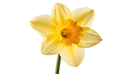 Obraz premium Vibrant Yellow Daffodil Flower in Full Bloom Isolated Stock Photo