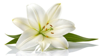 Fototapeta premium Stunning White Lily in Full Bloom Isolated High-Resolution Image