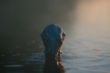 Fototapeta premium Aquatic alien emerges from crystal-clear water in a mysterious setting during early morning light