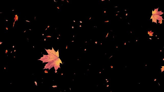 Falling maple leaves gently drift from left to right in seamless looped animation on isolated alpha background, nature themed motion, tree leaf fall, canadian symbol, cultural celebration