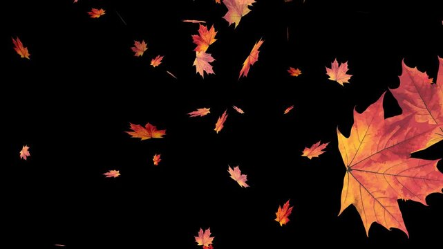 Falling maple leaves smooth seamless animation on alpha background, Canadian symbol, seamless loop