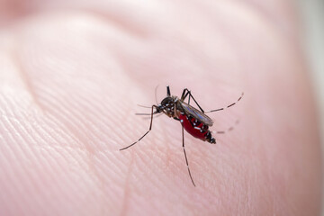 Aedes aegypti mosquitoes on human hand