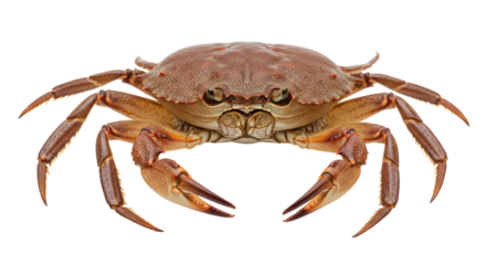 Isolated Brown Crab Seafood Marine Life