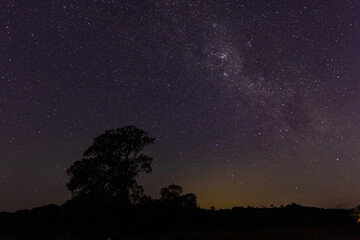 Large gum tree silhouette under the Milky Way in the starry night sky