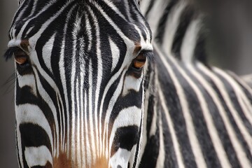 Closeup zebra face amidst black white stripe swirls  
